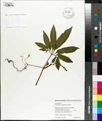 Image of Cyclanthera multifoliolata