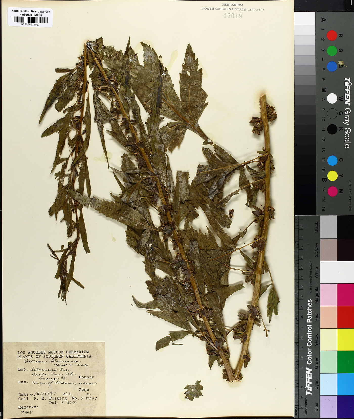 Datisca glomerata image