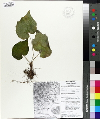 Begonia sericoneura image