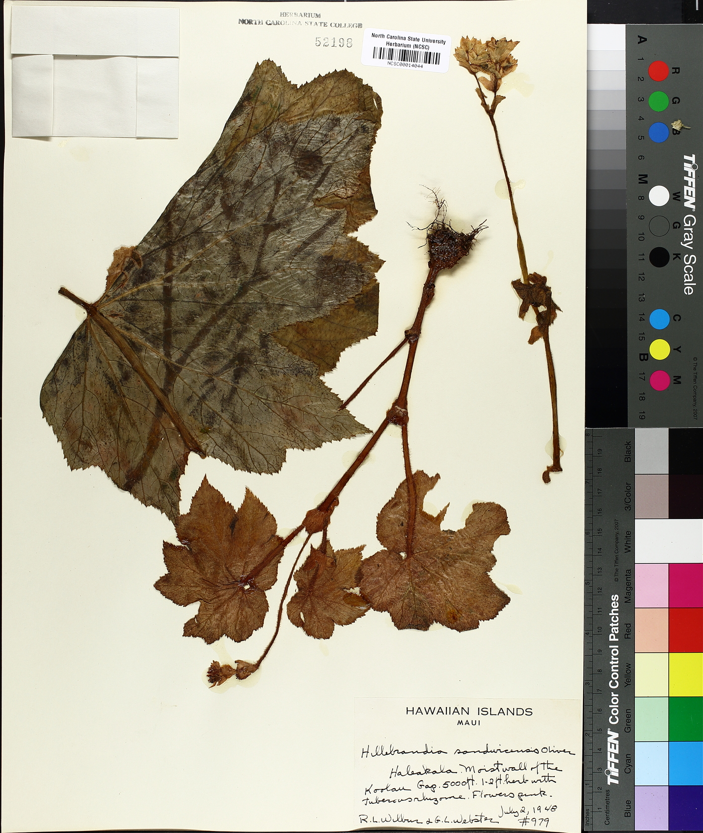 Hillebrandia sandwicensis image