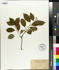 Celastrus scandens image