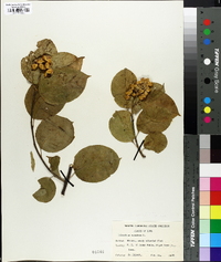 Celastrus scandens image