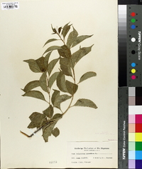 Celastrus scandens image