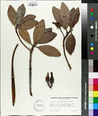 Image of Rhizophora samoensis