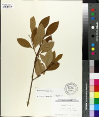 Erythroxylum coca image