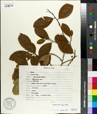 Erythroxylum coca image