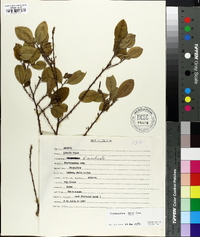 Erythroxylum coca image