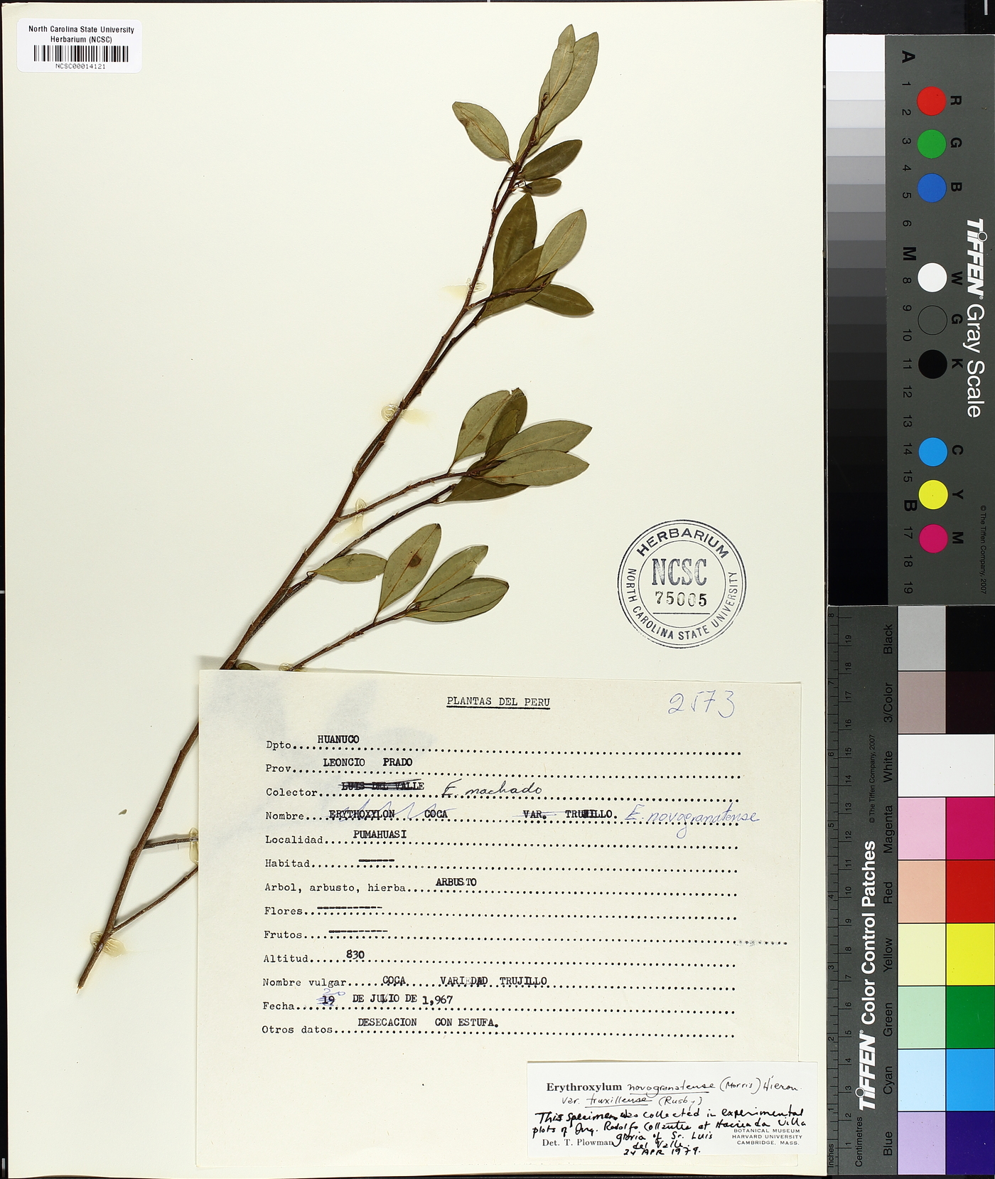 Erythroxylum novogranatense image