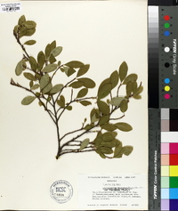 Erythroxylum novogranatense image