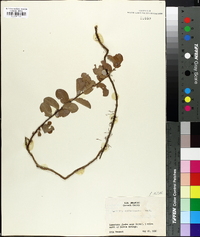 Andrachne phyllanthoides image
