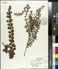 Andrachne phyllanthoides image