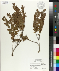 Andrachne phyllanthoides image