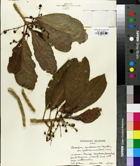 Claoxylon sandwicense image