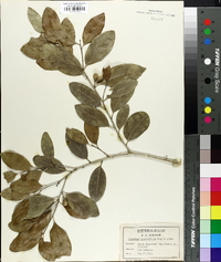 Drypetes diversifolia image