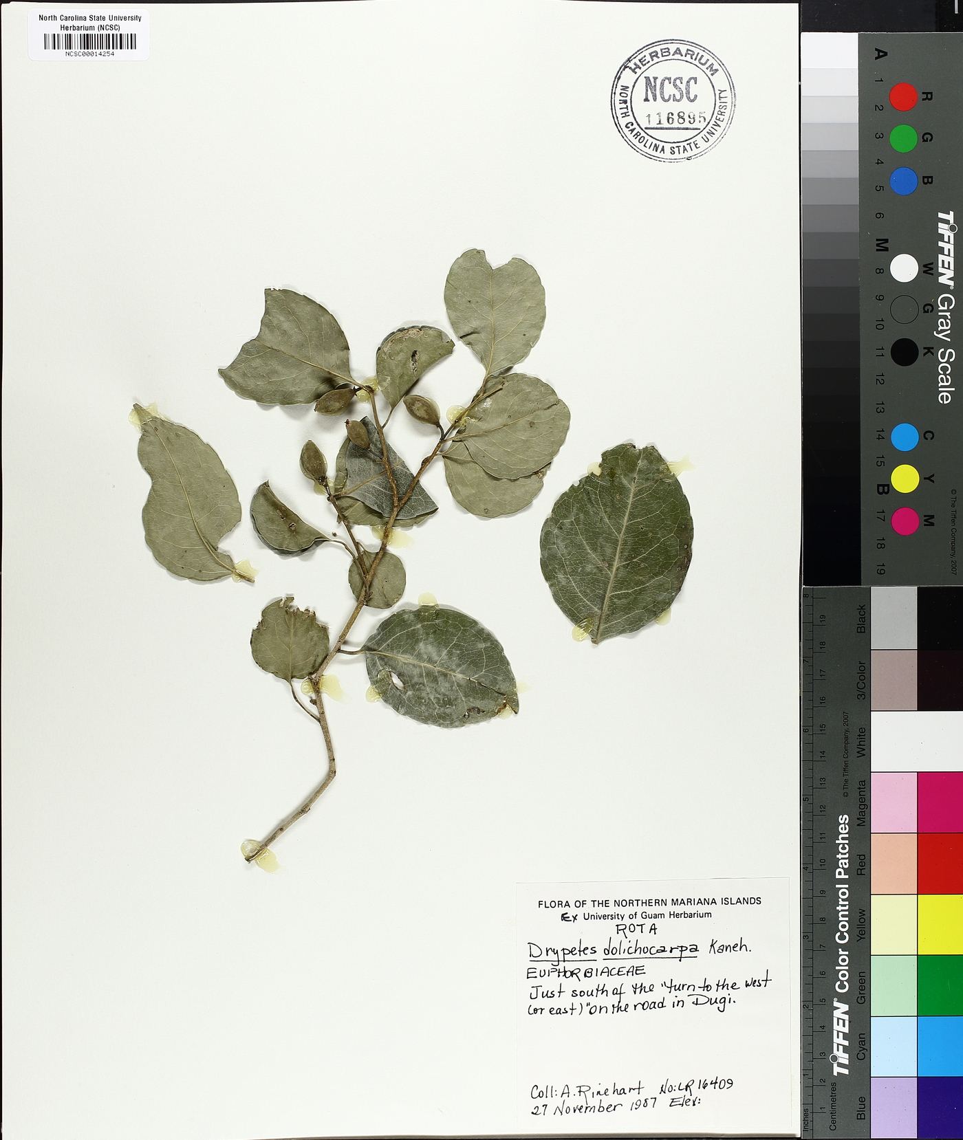 Drypetes dolichocarpa image