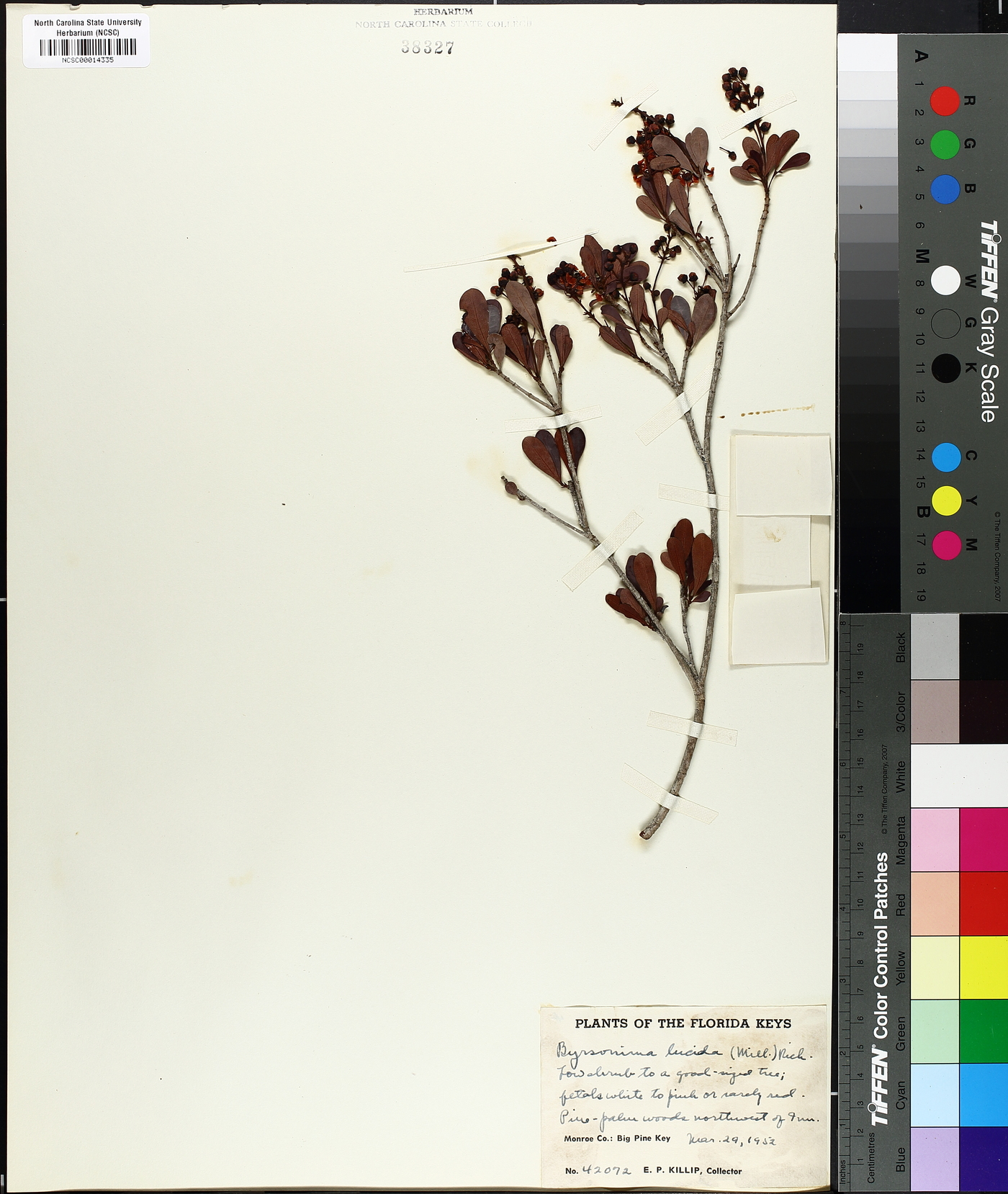 Byrsonima lucida image