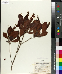 Byrsonima intermedia image