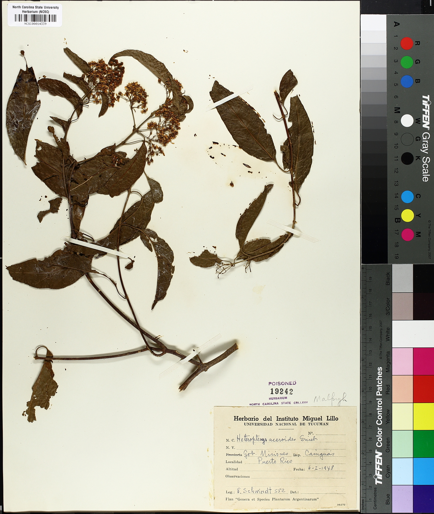 Heteropterys intermedia image