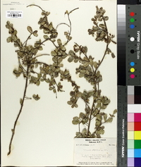 Malpighia polytricha image