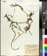 Stigmaphyllon diversifolium image