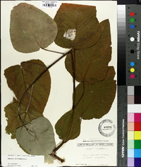 Populus heterophylla image