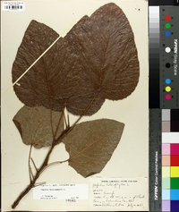 Populus heterophylla image