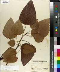 Populus heterophylla image