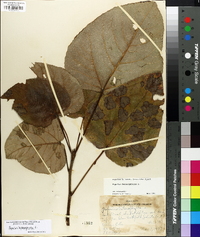 Populus heterophylla image