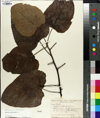 Populus heterophylla image