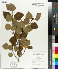 Populus x smithii image