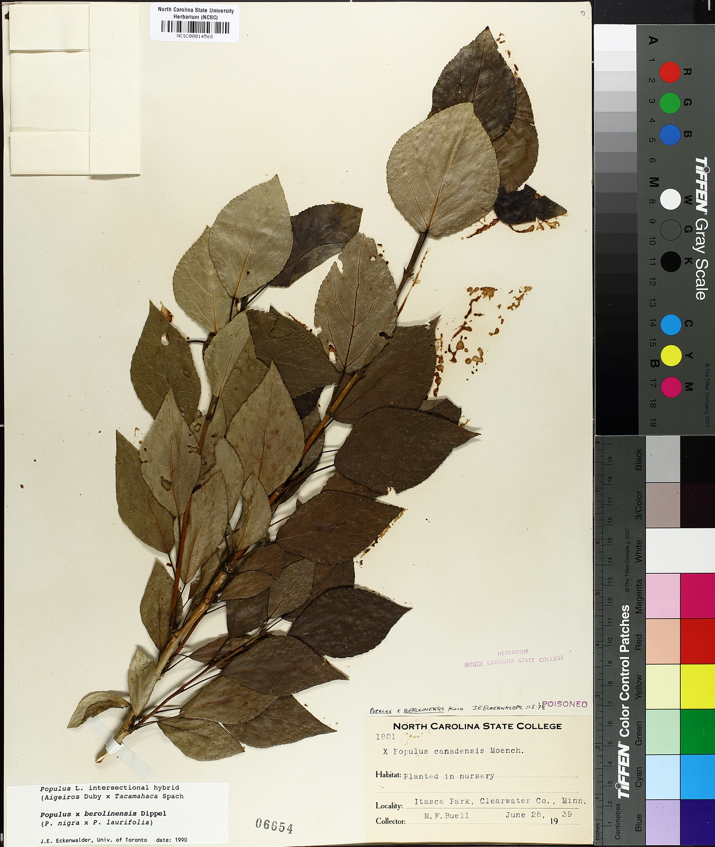 Populus x berolinensis image
