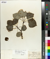 Populus x smithii image