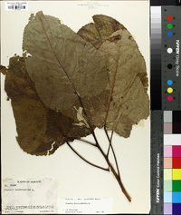 Populus heterophylla image