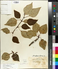 Populus balsamifera image