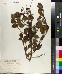Xylosma venosa image