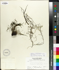 Podostemum ceratophyllum image