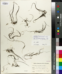 Podostemum ceratophyllum image