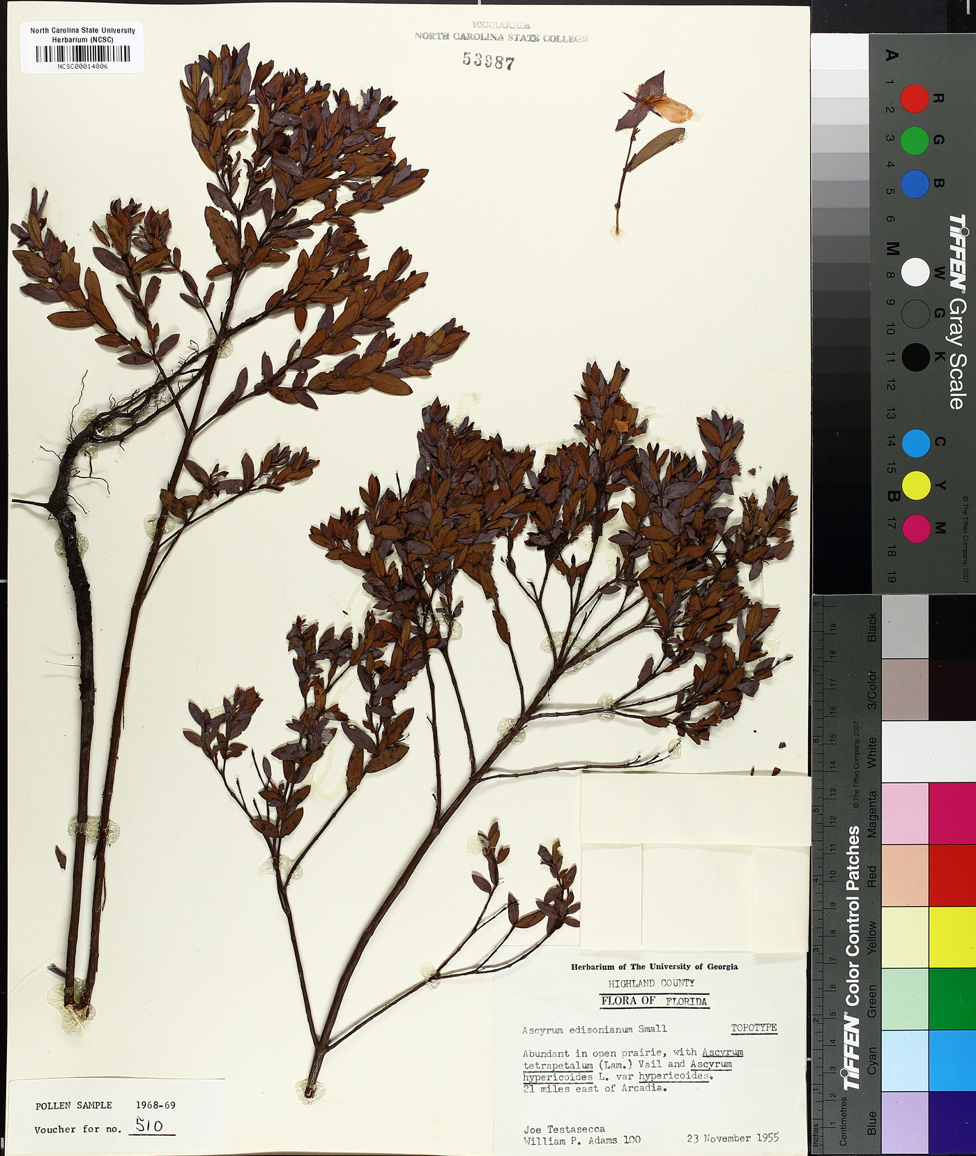Ascyrum edisonianum image