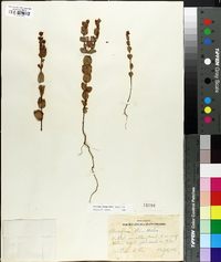 Hypericum tetrapetalum image