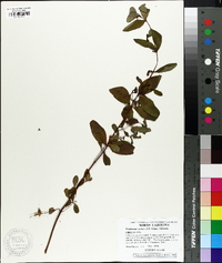 Triadenum walteri image