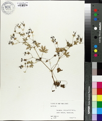 Geranium bicknellii image