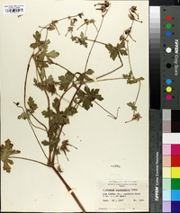 Geranium caespitosum image