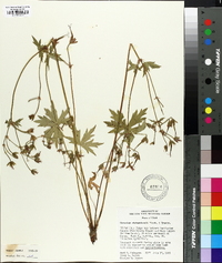 Geranium richardsonii image