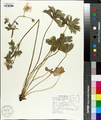 Geranium viscosissimum image