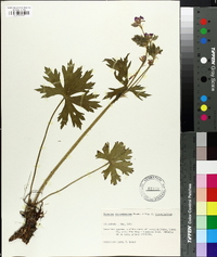 Geranium viscosissimum image