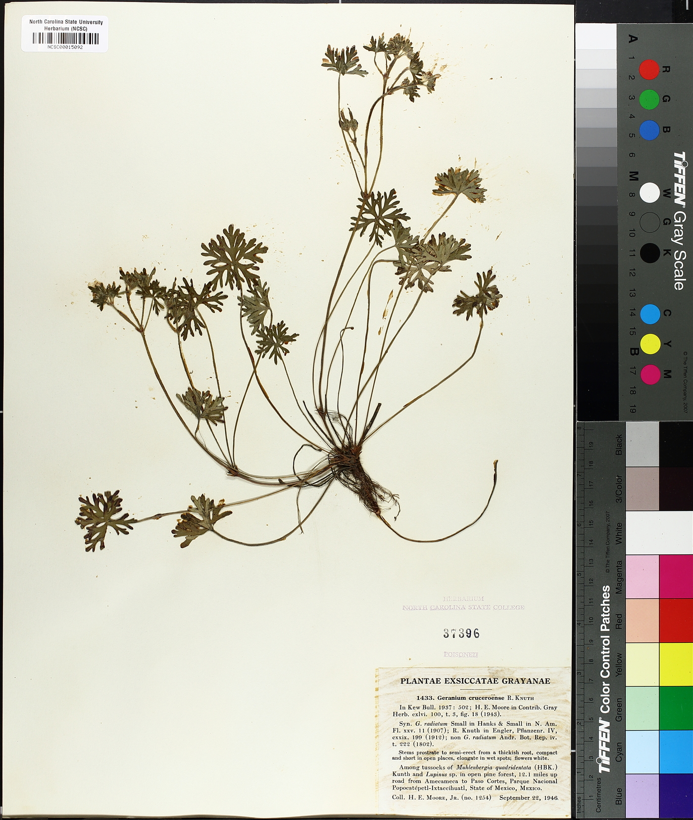 Geranium cruceroense image