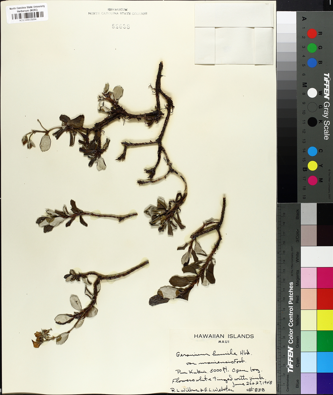 Geranium humile image