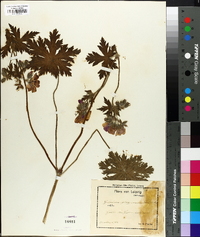 Geranium platypetalum image