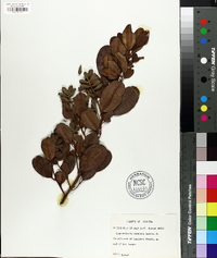 Laguncularia racemosa image