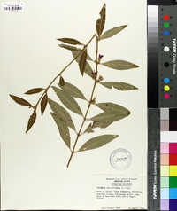 Decodon verticillatus image
